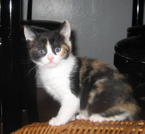 cat image